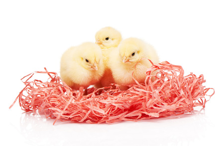 Three small yellow chickens in pink paper nest isolated on white backgroundの写真素材