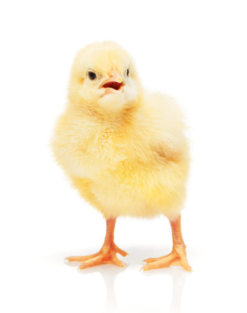 Small yellow chicken isolated on white backgroundの写真素材