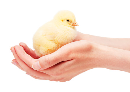 Close up of female hands holding small yellow chicken isolated on white backgroundの写真素材