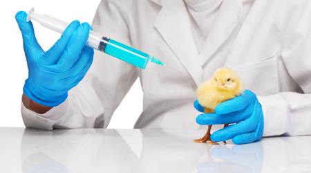Veterinarian makes an injection to small yellow chicken with syringe over white backgroundの写真素材