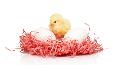 Two white chicken eggs and small yellow chicken between them in pink paper nest, isolated on white backgroundの写真素材