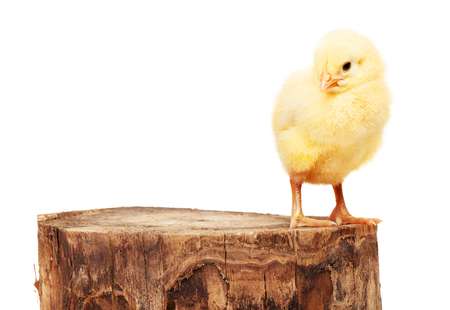 Small yellow chicken standing on wooden stump, isolated on white backgroundの写真素材