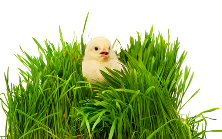Small yellow chicken in green grass, isolated on white backgroundの写真素材