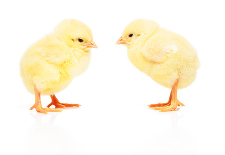 Two small yellow chickens isolated on white backgroundの写真素材