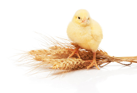 Small yellow chicken standing on bunch of wheat isolated on white backgroundの写真素材