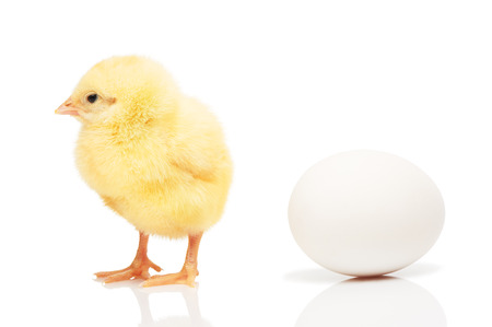 Small yellow chicken near white chicken egg, isolated on white backgroundの写真素材