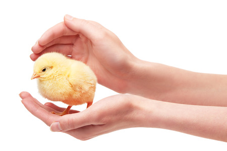 Close up of female hands holding small yellow chicken isolated on white backgroundの写真素材