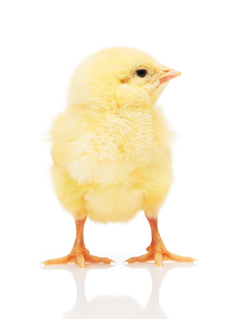 Small yellow chicken isolated on white backgroundの写真素材