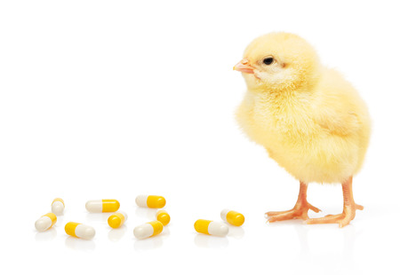 Small yellow chicken near pile of yellow and white capsules, isolated on white backgroundの写真素材
