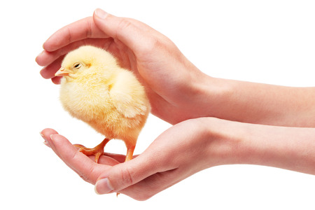 Close up of female hands holding small yellow chicken isolated on white backgroundの写真素材