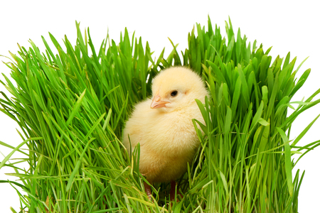 Small yellow chicken in green grass, isolated on white backgroundの写真素材