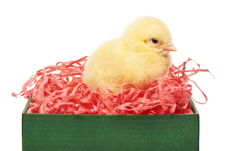 Small yellow chicken in pink paper nest inside a green gift box isolated on white backgroundの写真素材