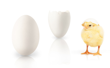 Small yellow chicken with part of white eggshell on his head, other part of eggshell and single egg isolated on white backgroundの写真素材