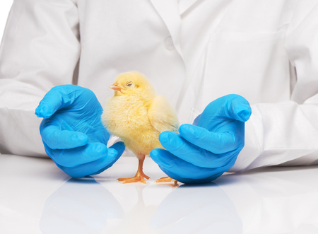 Close up of veterinarians hands in blue sterilized surgical gloves holding small yellow chicken over white backgroundの写真素材