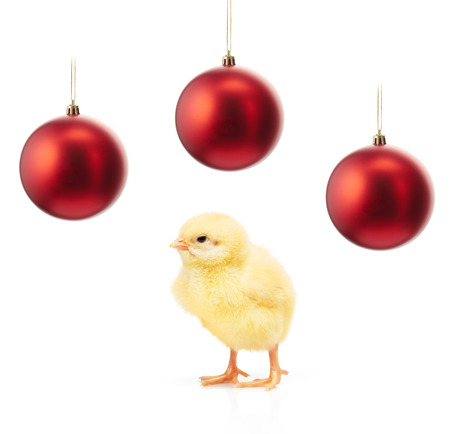 Small yellow chicken and three red christmas balls isolated on white backgroundの写真素材