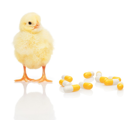 Small yellow chicken near pile of yellow and white capsules, isolated on white backgroundの写真素材