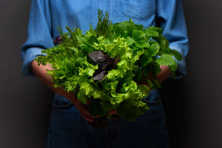 Womanâ€™s hands in blue denim shirt holding bouquet of green salad leaves, basil, rosemary and...