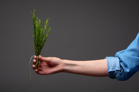Womanâs hand in blue denim shirt holding bouquet of green rosemary on dark grey backgroundの写真素材