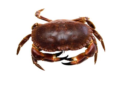 large crab on a white backgroundの写真素材