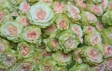 Pink and white roses horizontalの写真素材