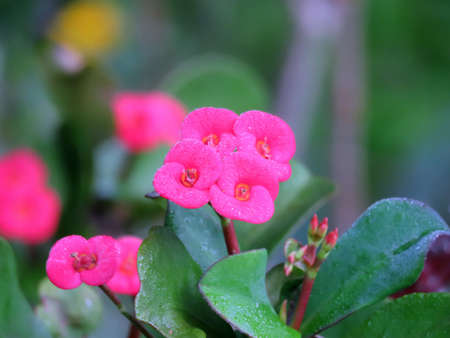 pink flowers with green leaves look very beautiful