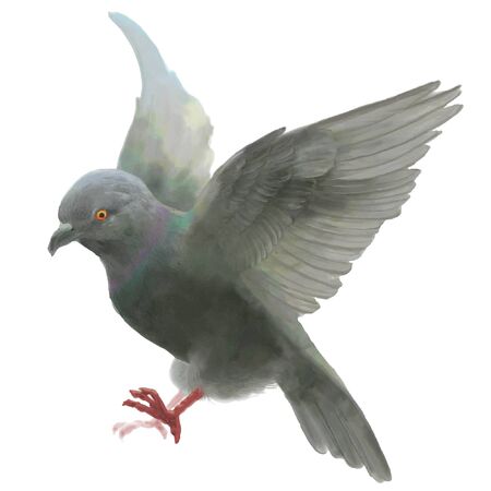 Dove pigeon bird,flapping wings, vector illust like watercolorのイラスト素材