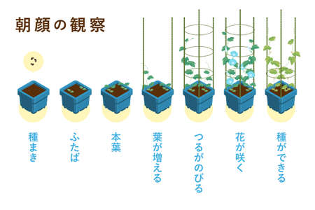 Vector illustration of the growth process of morning face (morning face square bowl, 4 struts)のイラスト素材