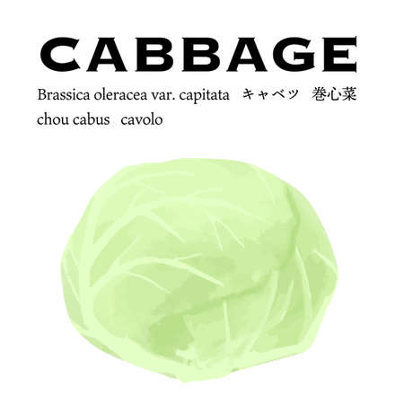Vector illustration of cabbage with fresh wholeのイラスト素材