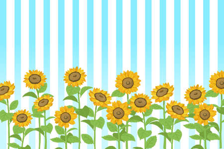 Summery vector illustration of sunflower with sky blue stripe backgroundのイラスト素材