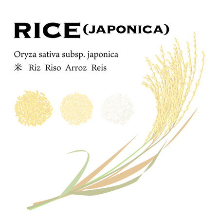 I'm using a new rice Oisu vector illustrationのイラスト素材