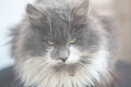 Photo of a large cat with a bad moodの写真素材