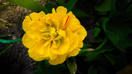 Yellow flower with a red stripe on a background of black earthの写真素材