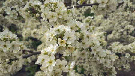 flowering trees in early spring with green leaves