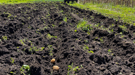 artificial cultivation of plants in the groundの写真素材