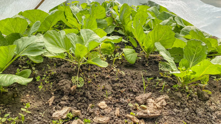artificial cultivation of plants in the groundの写真素材