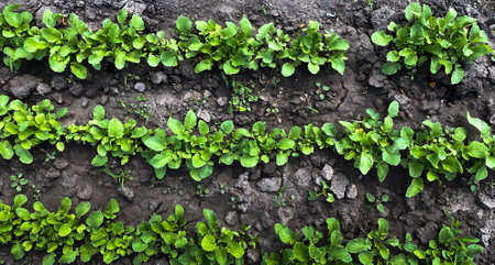 Seedling of various plants in a greenhouse, on a small home farmの写真素材