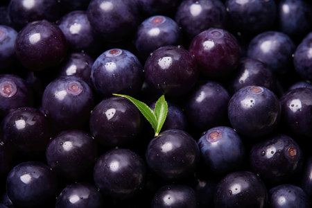 Acai berries as backgroundの素材