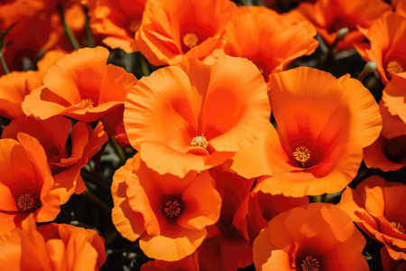California poppies as backgroundの素材