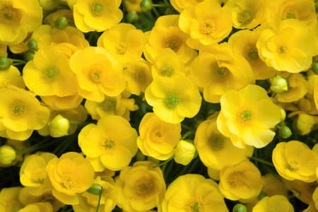 Buttercups as backgroundの素材