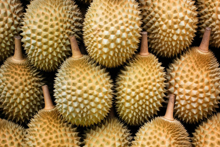 Durian as backgroundの素材