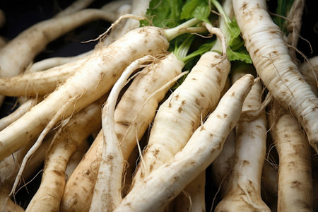 Horseradish as backgroundの素材
