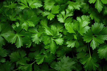 Parsley as backgroundの素材