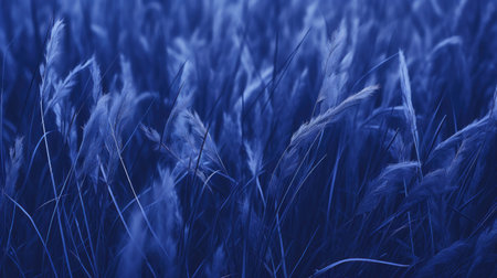 Beautiful field of wheat. Selective focus. Toned.の素材