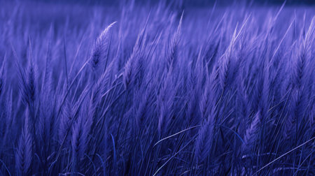 Violet grass in the evening. Color of the year 2020.の素材