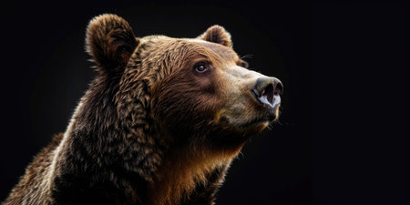brown bear on a black background. portrait of a wild animal.の素材