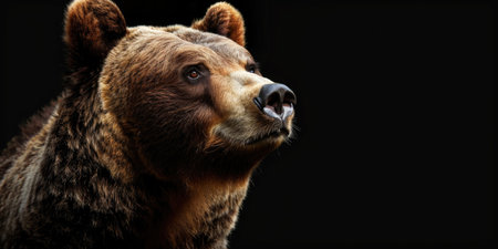 Portrait of a brown bear on a black background. Close-up.の素材