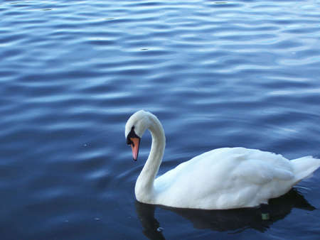 Swanの写真素材