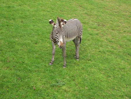 Zebraの写真素材