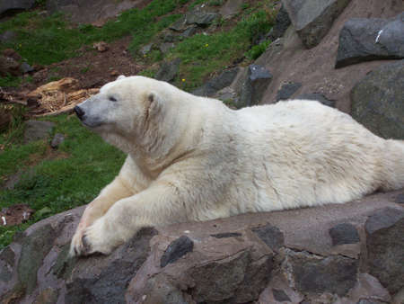 Polar Bearの写真素材