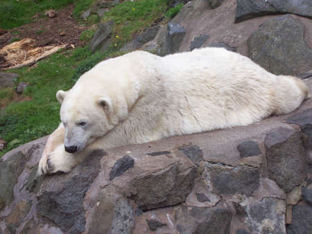 polar bearの写真素材